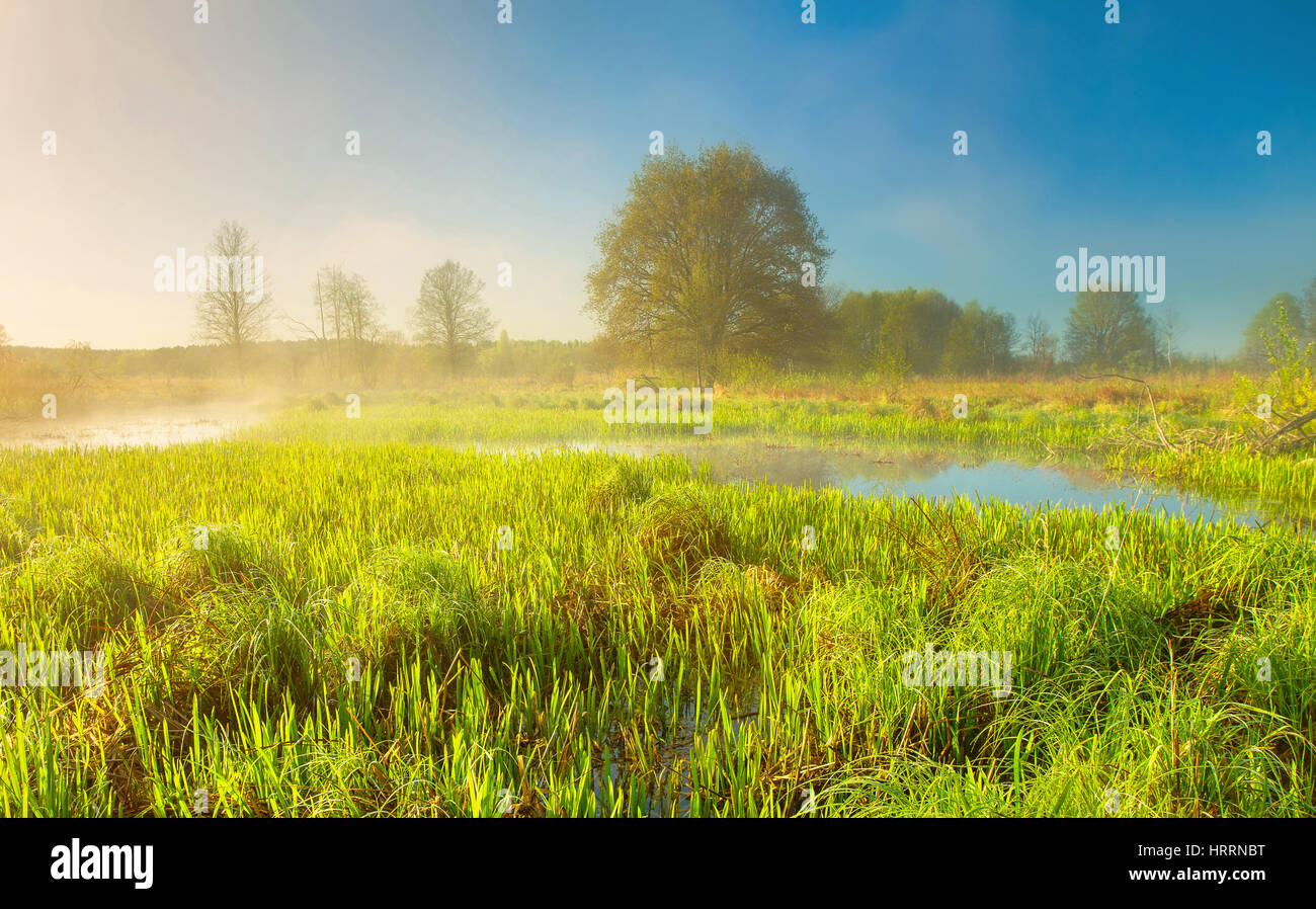 Prato verde nella mattina di primavera. Caldo e soleggiato paesaggio di mattina. Sfondo di primavera in toni caldi. Molla luminoso dello sfondo. Foto Stock