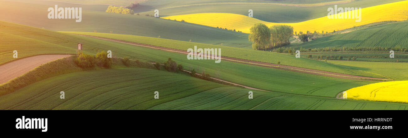 Campo verde di grano in primavera. Campo giallo di semi di colza primaverile. I campi di Moravia in sera la luce del sole. Bella scena rurale. Molla backgrou panoramica Foto Stock