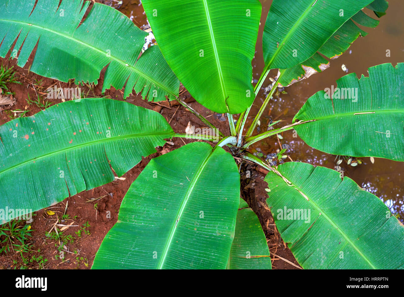 Exotic Tropical banana Palm tree visto dal di sopra Foto Stock