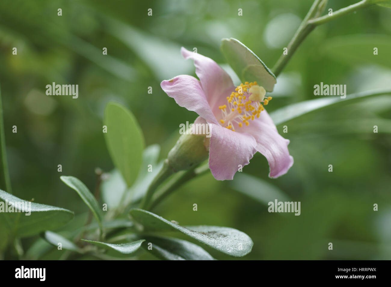 Lagunaria patersonia Foto Stock