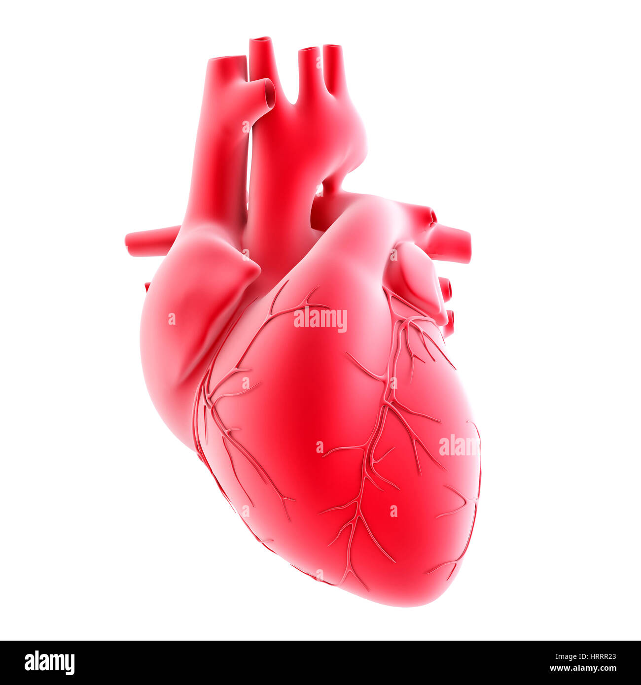 Il cuore umano. 3d'illustrazione. Isolato, contiene il tracciato di ritaglio Foto Stock