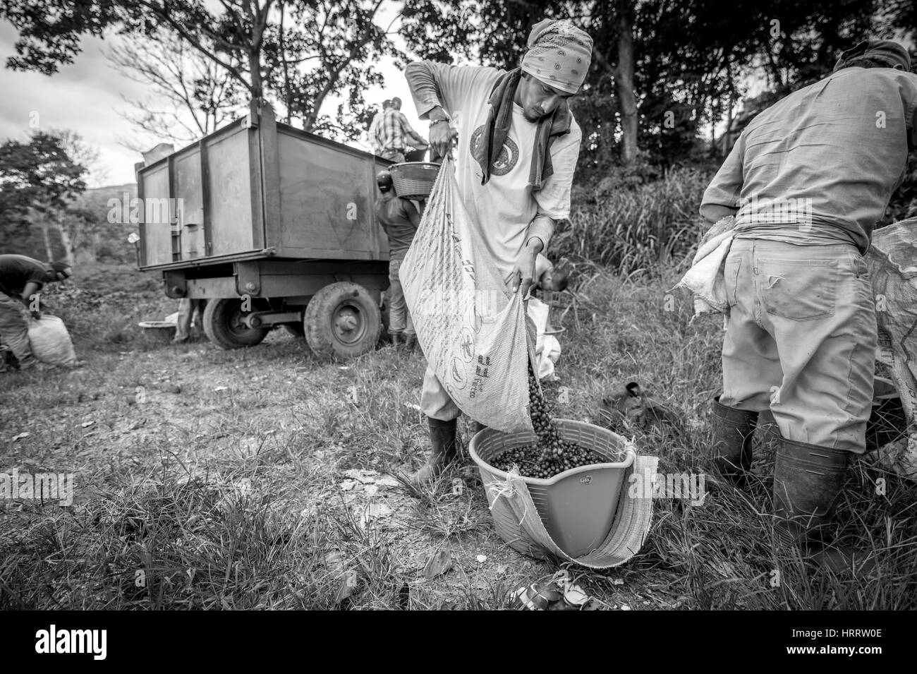 Un lavoratore di caffè versare le ciliegie di caffè in una vasca più piccola per la distribuzione. Foto Stock