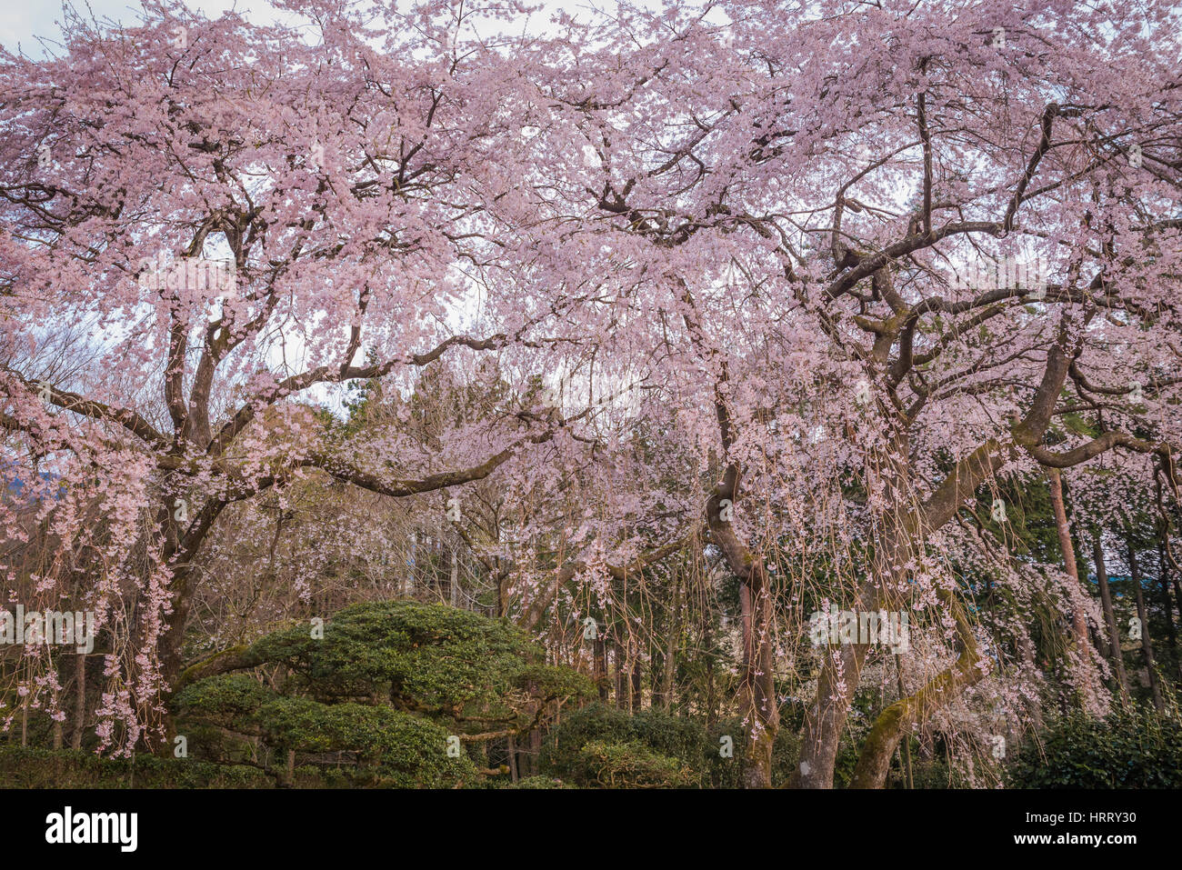 Grande ciliegio piangente nella primavera,Giappone Foto Stock