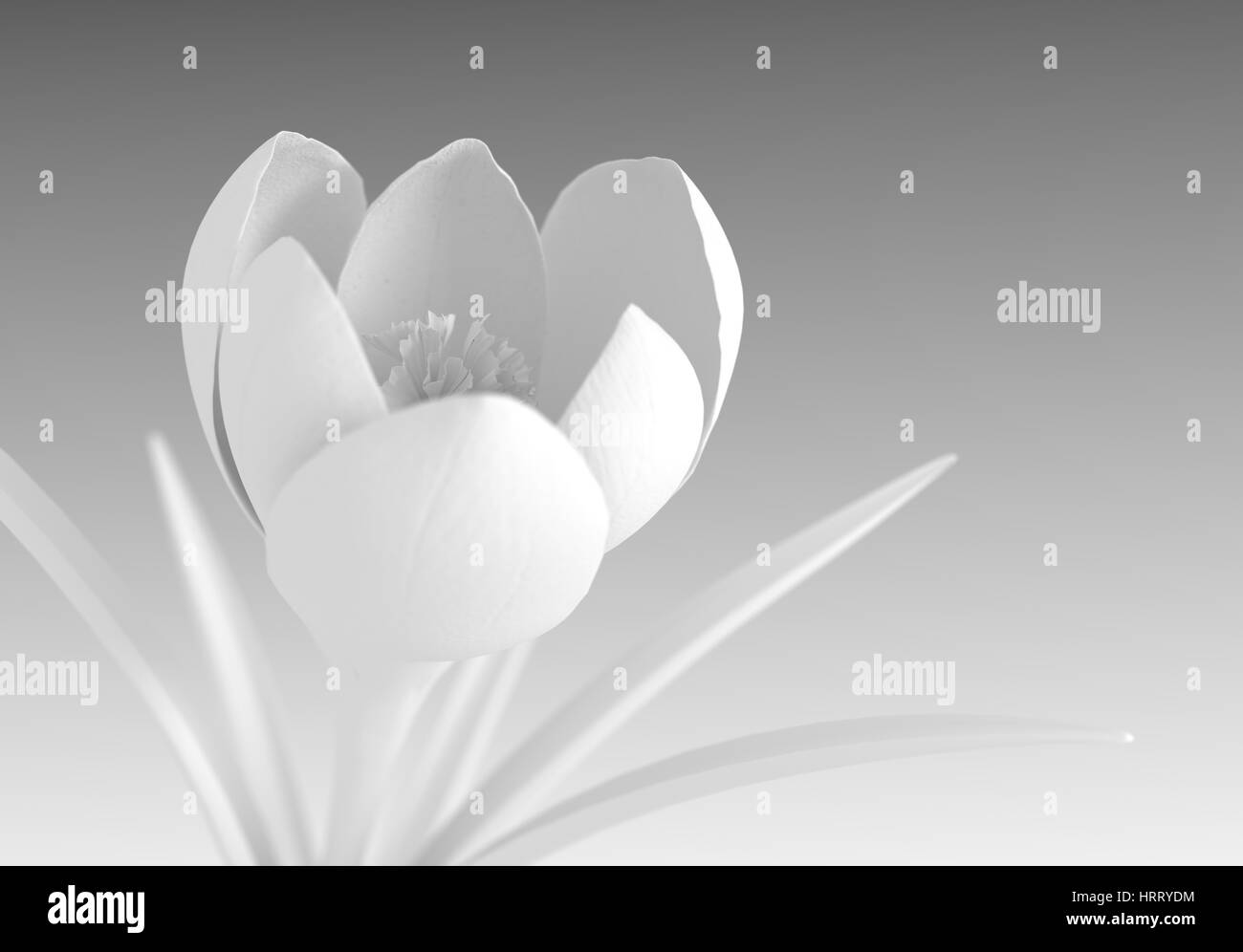 Crocus bianco fiore che sboccia sul gradiente dello sfondo. 3D'illustrazione. Foto Stock