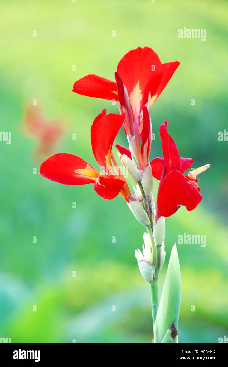 Chiuso rosso Fiori di canna - Indian shot Foto Stock