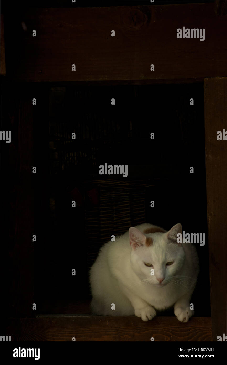 White calico gatto femmina accovacciata con sfondo scuro, immagine ritratto Foto Stock