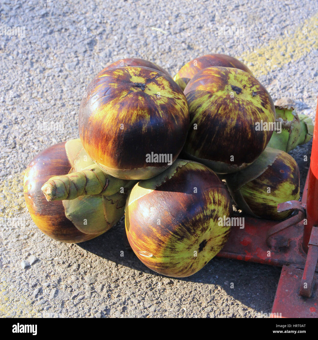 Asian Palmyra palm, Toddy palm, Sugar Palm, Palm cambogiani in Thailandia mercato locale Foto Stock