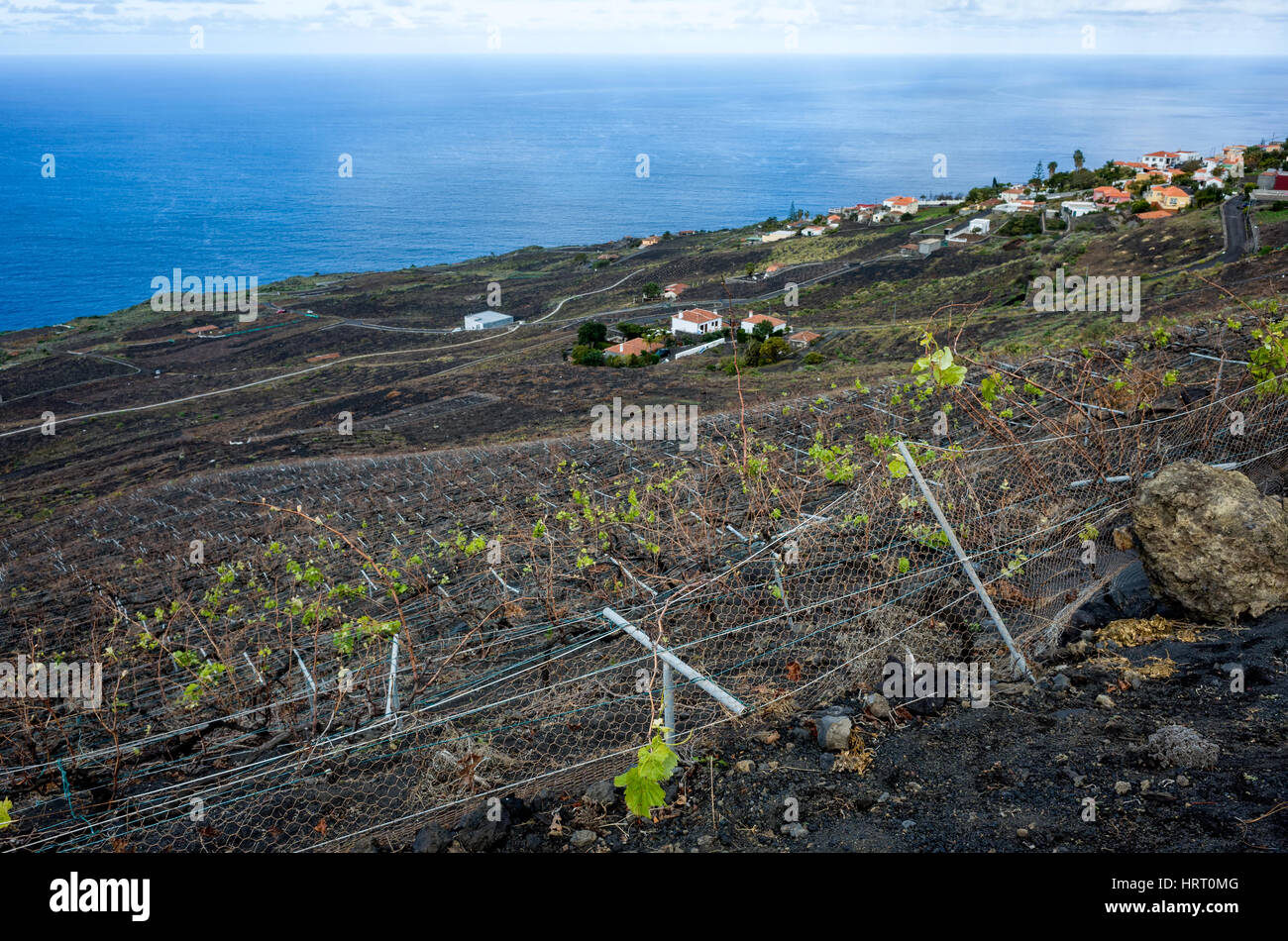 Vigneti, Fuencaliente. La Palma. Una vista sul lato della montagna vigneti dove le viti crescono nel ricco terreno lavico. Essi producono una varietà di vini di questa regione ed i loro migliori varietà nota è la Malvasia. Un villaggio locale può essere visto al di là dei vigneti. A questa altitudine la nuvola di vapore acqueo è visibile che fiancheggiano la costa. Si tratta di un luminoso giorno giorno nebuloso con diverse in rapido movimento di nuvole. Foto Stock