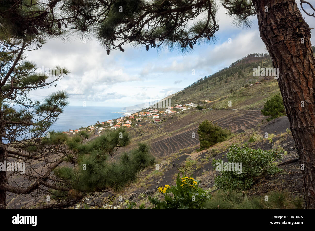 Vigneti, Fuencaliente. La Palma. Una vista sul lato della montagna vigneti dove le viti crescono nel ricco terreno lavico. Un regolamento locale prevede oltre i vitigni coltivati. Foto Stock