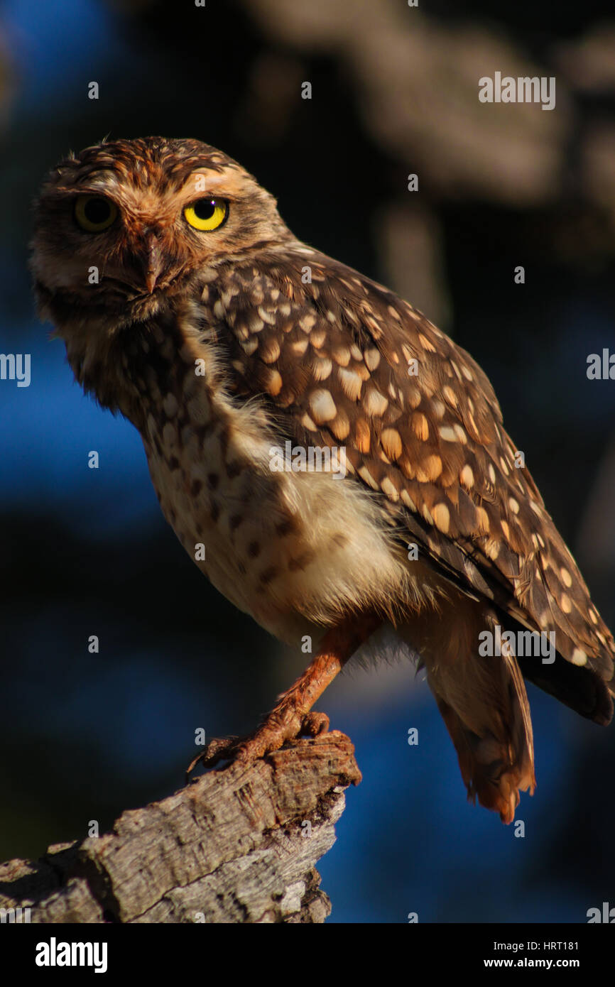 Scavando Il Gufo - Brasile - a differenza della maggior parte delle altre civette, scavando gufi sono attivi durante il giorno e la notte. Foto Stock