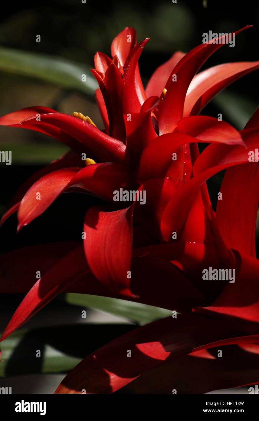 Biodiversità: Tropical Americhe piante esotiche: Red semplice Bromeliad (Bromeliaceae) Dettaglio Foto Stock