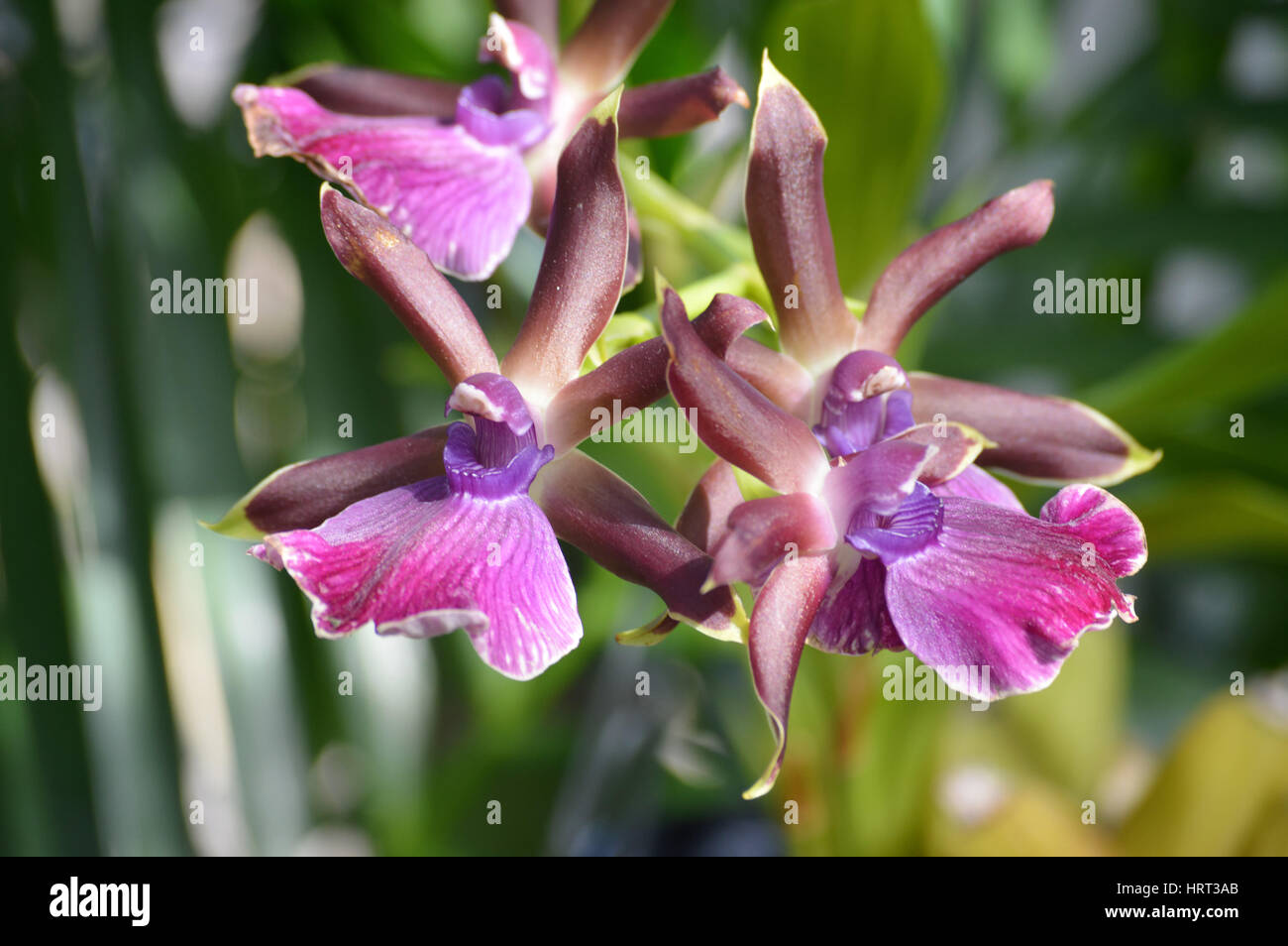 Fiore dell'orchidea Foto Stock