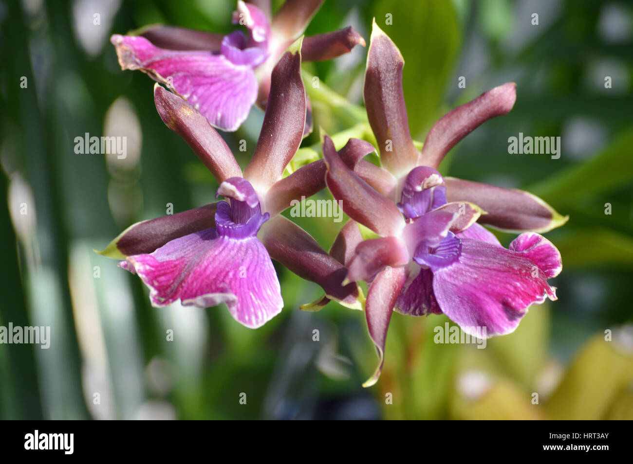 Fiore dell'orchidea Foto Stock