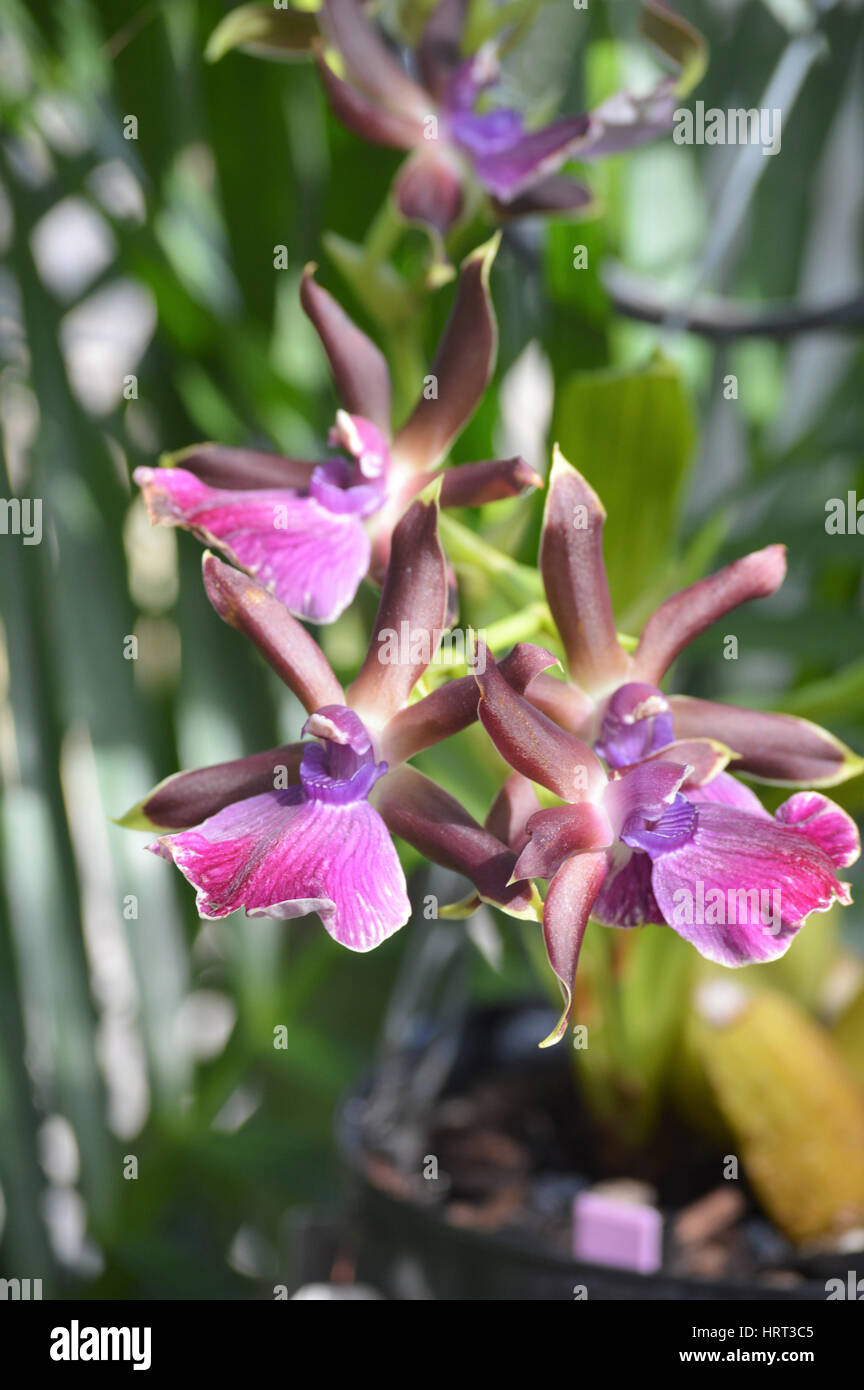 Fiore dell'orchidea Foto Stock