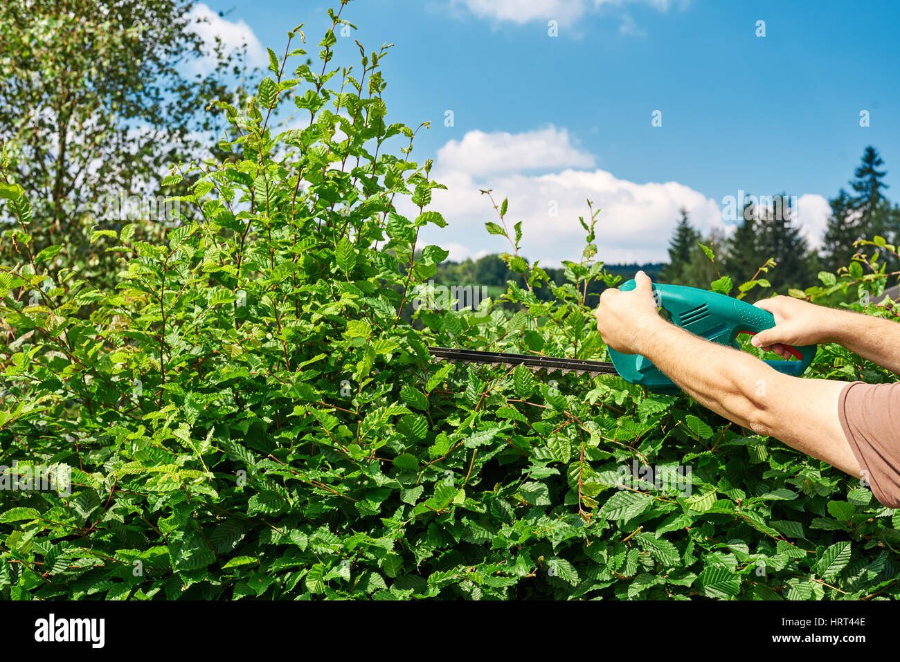 Il taglio di una siepe con impianto elettrico tagliasiepi Foto Stock