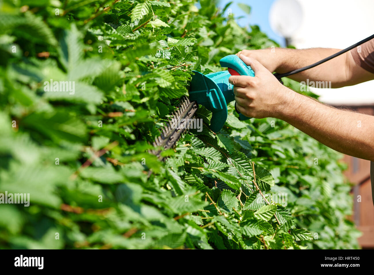 Il taglio di una siepe con impianto elettrico tagliasiepi Foto Stock