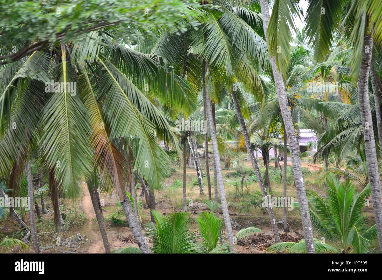 Paesaggio di India rurale. Scena di Goa - settore Kundapur catturati durante il viaggio in ferrovia Konkan Foto Stock