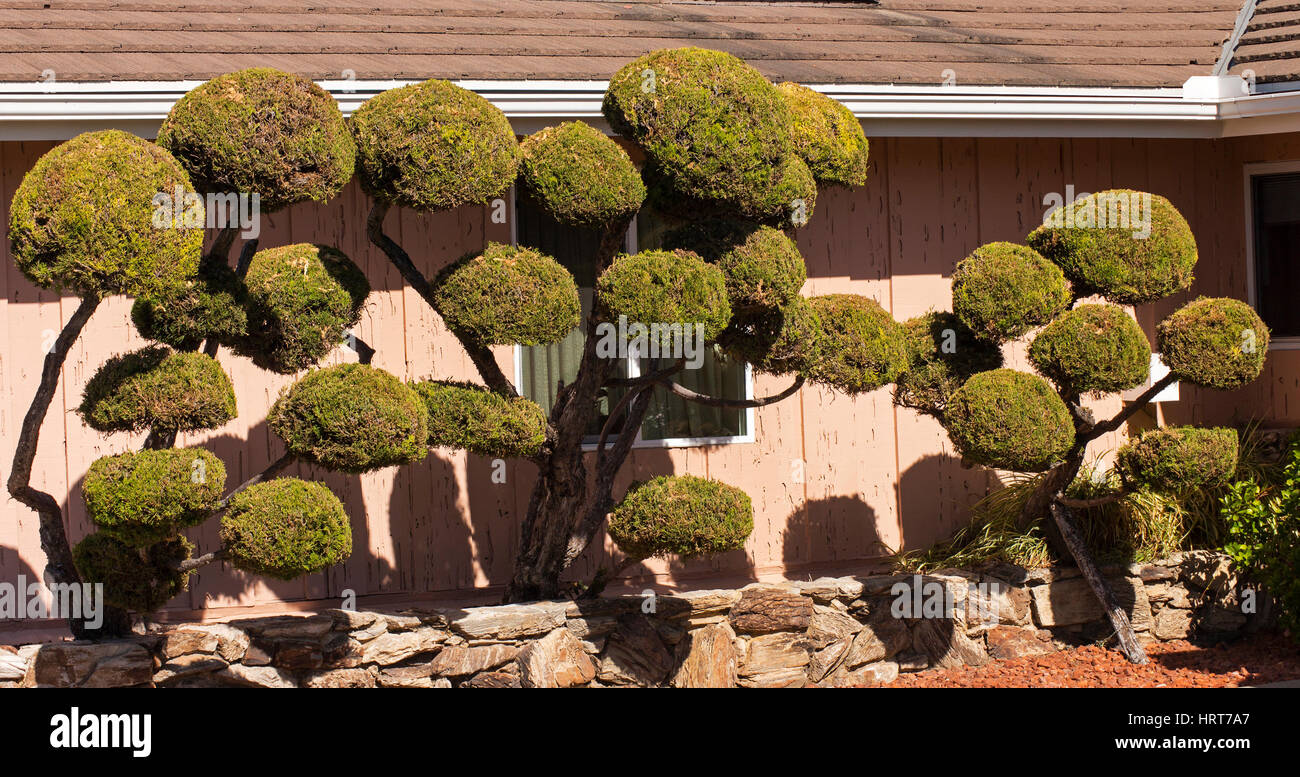 Bellissimo albero sull'Oceano Pacifico a San Diego, California. Foto Stock