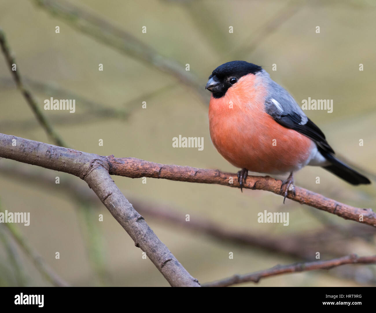 Un maschio Bullfinch (Pyrrhula pyrrhula) appollaiato su un ramo di albero, Norfolk Foto Stock