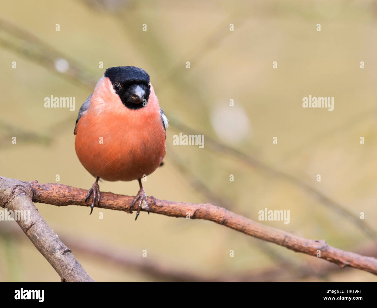 Un maschio Bullfinch (Pyrrhula pyrrhula) appollaiato su un ramo di albero, Norfolk Foto Stock