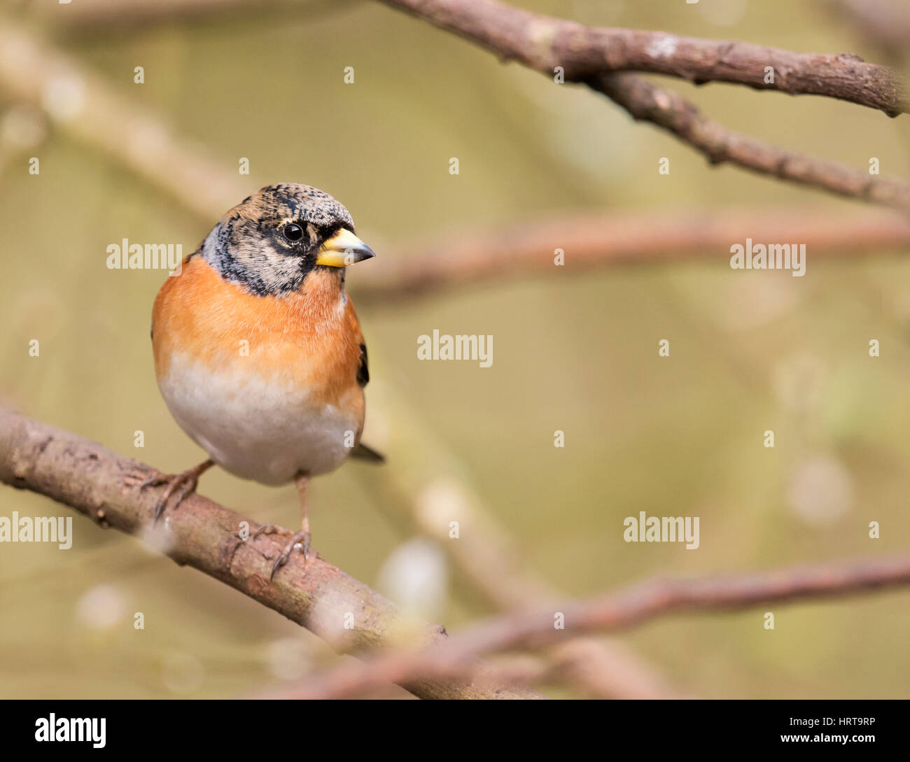 Un maschio Brambling (Fringilla montifringilla) appollaiato su un ramo di albero, Norfolk Foto Stock