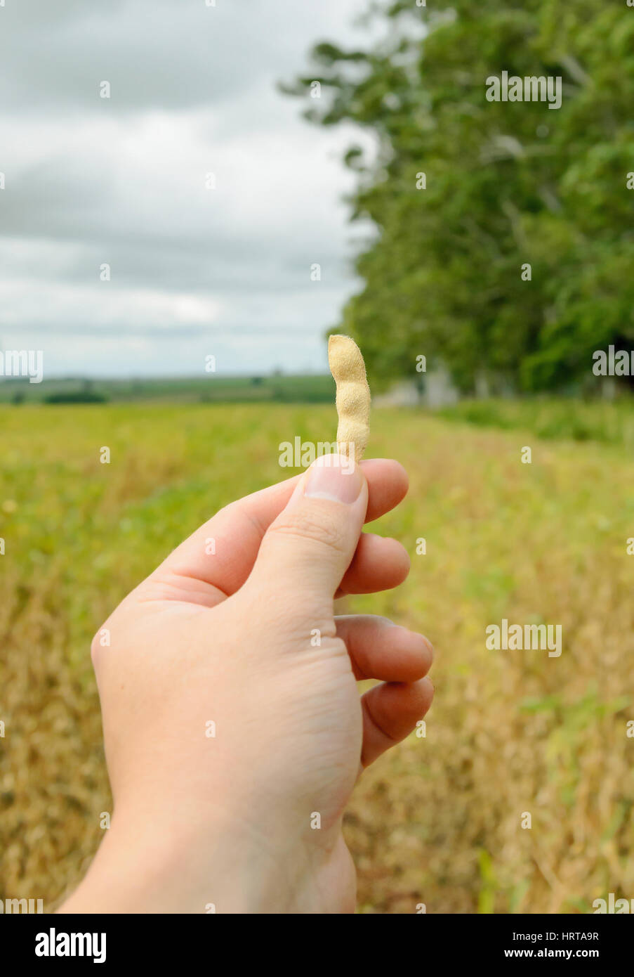 Mano che tiene un pod di soia con un paesaggio di piantagione in una fattoria. Foto Stock
