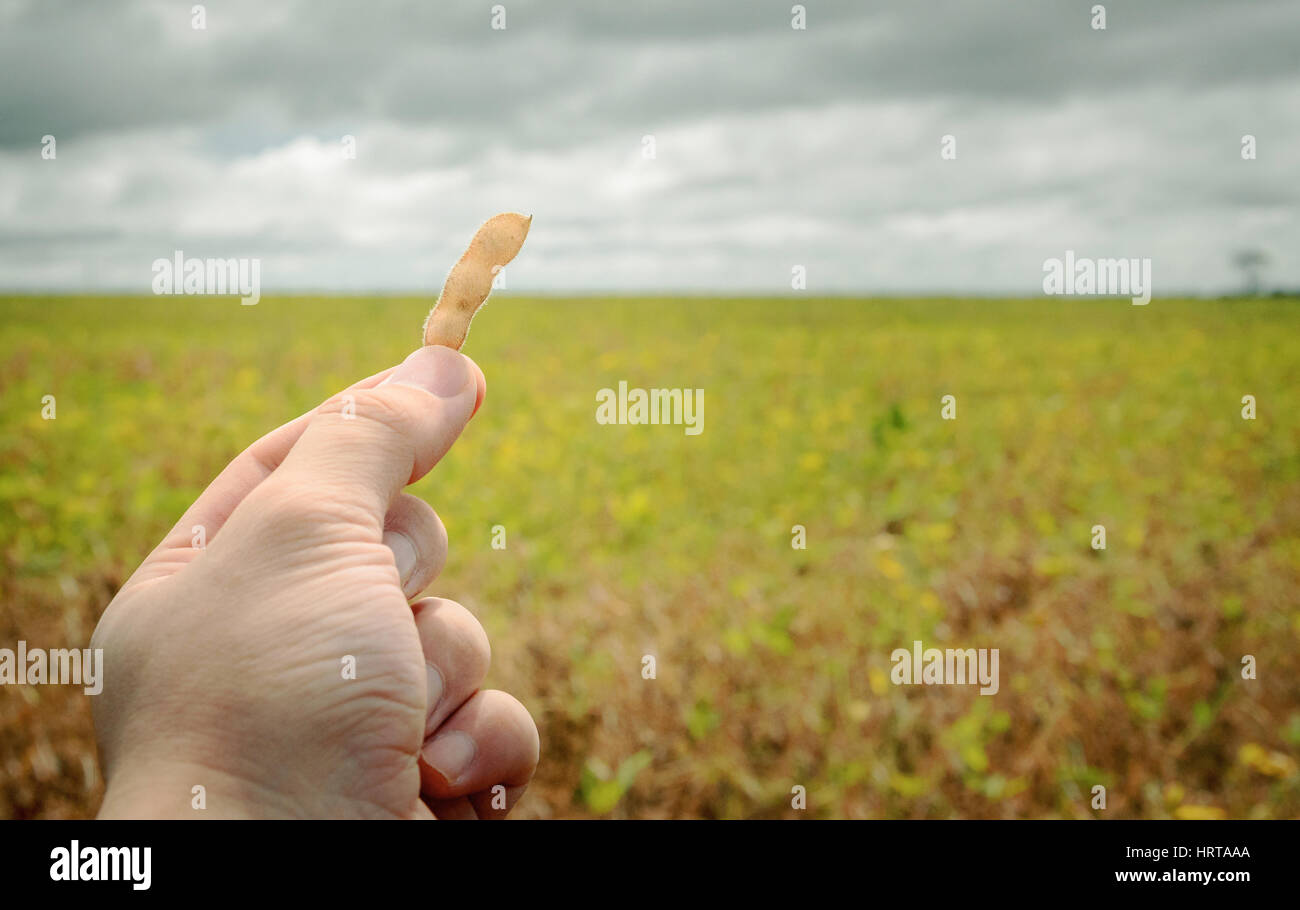Mano che tiene un pod di soia con l'orizzonte in background con un paesaggio di piantagione in una fattoria in un giorno nuvoloso. Foto Stock