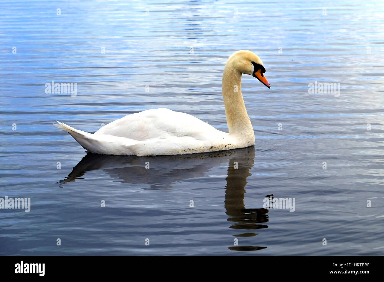 Cigno a Newport zone umide, Galles del Sud Foto Stock