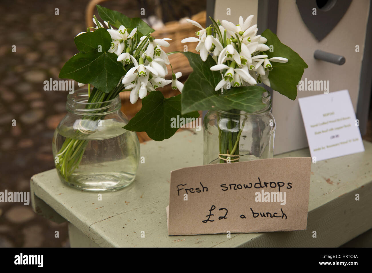 Regno Unito, Inghilterra, Cheshire, studioso verde, Rode Hall, giardino shop, grappoli di appena raccolto snowdrops in vendita per 2 sterline a grappolo Foto Stock