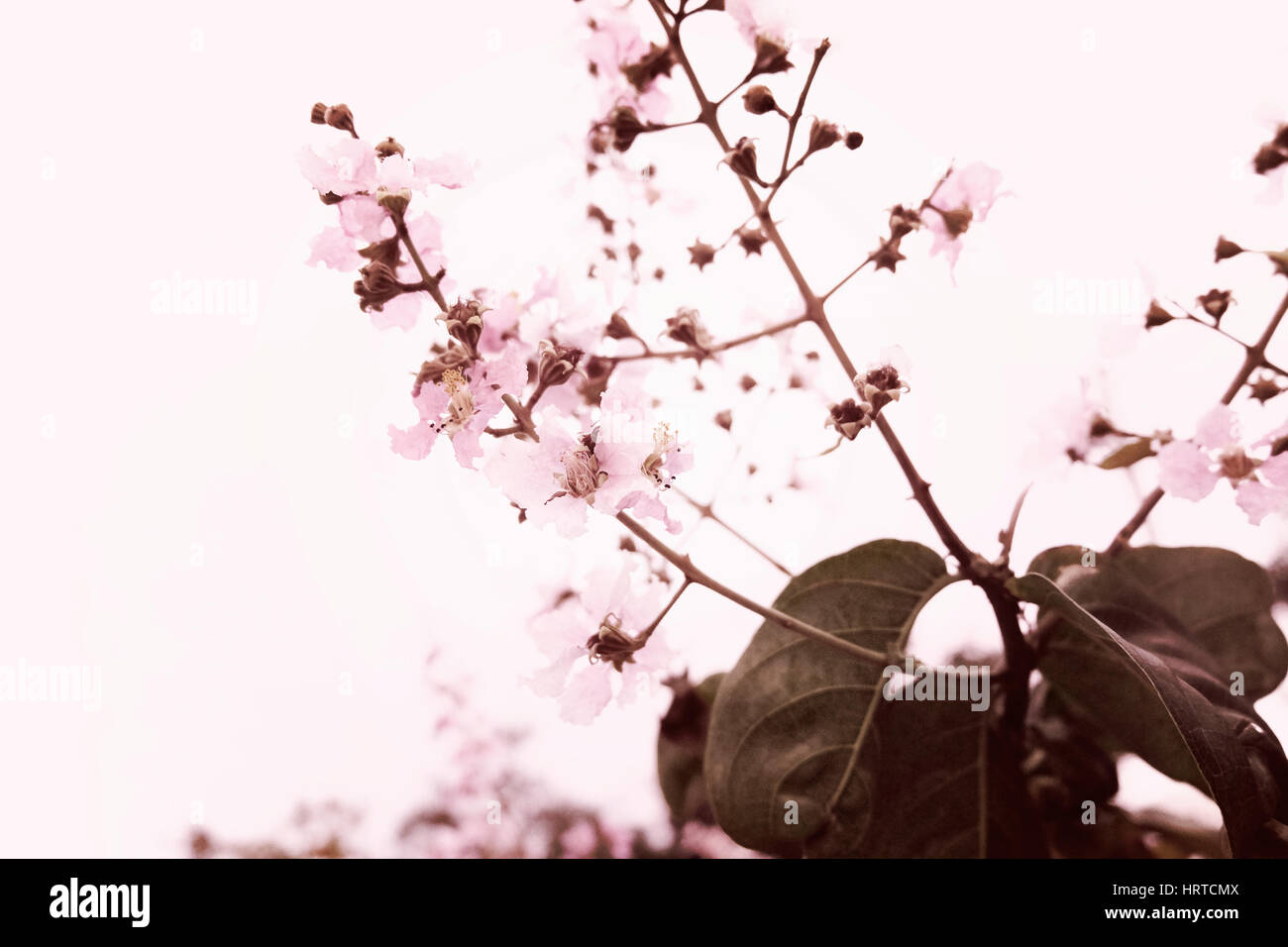 Sakura Cherry Blossom bellezza della natura Foto Stock
