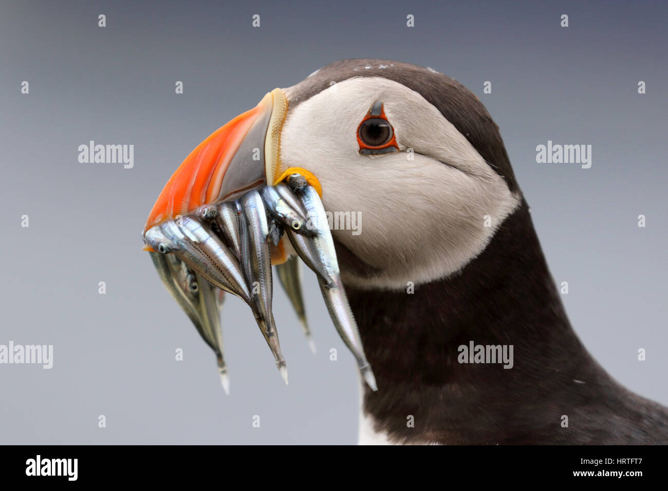 Atlantic puffini, Fratercula arctica con minor cicerelli anche chiamato lancia di sabbia, Ammodytes tobianus, farne isole, Northumbria, UK. Foto Stock