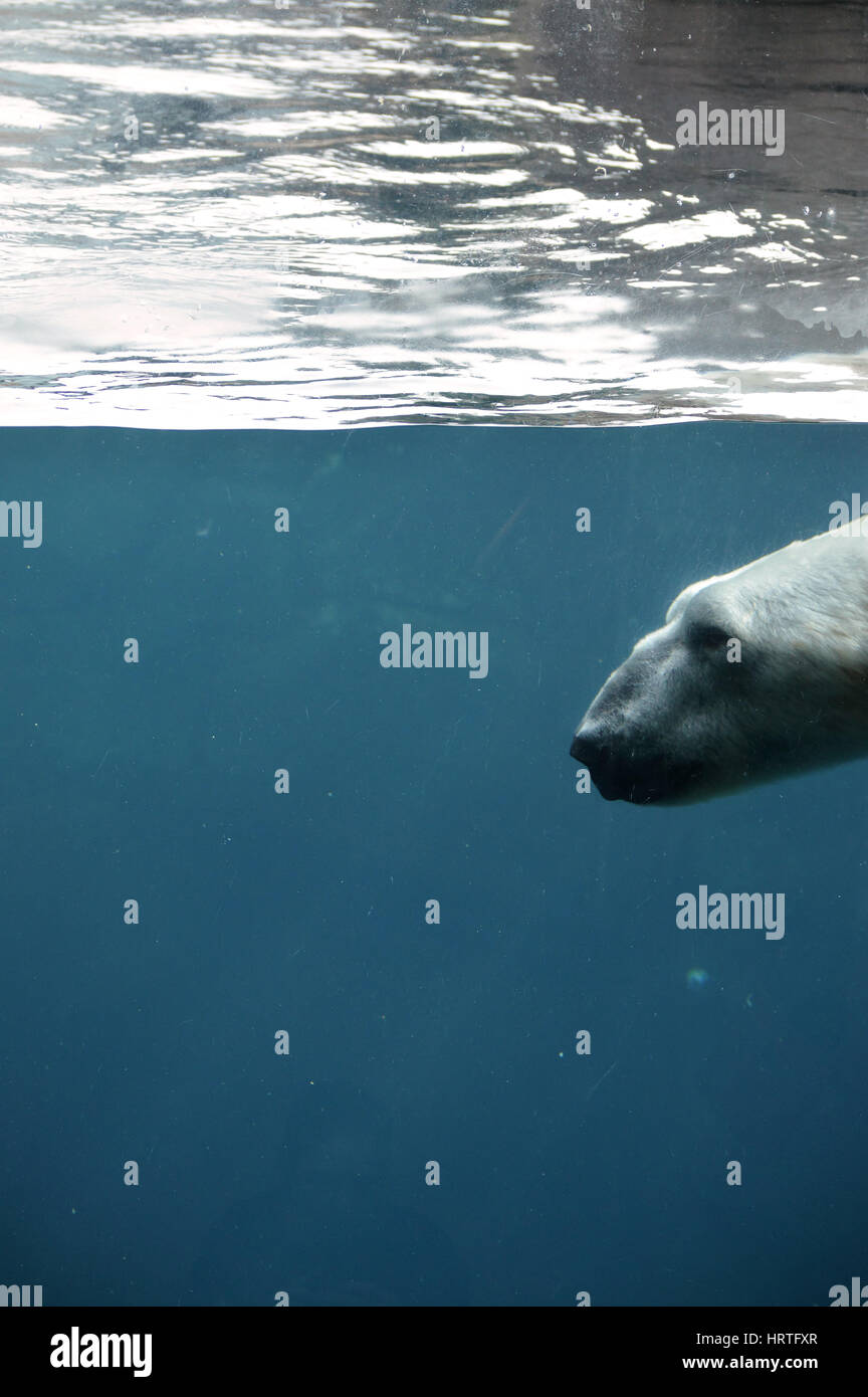 Orso polare nuotare in acqua Foto Stock