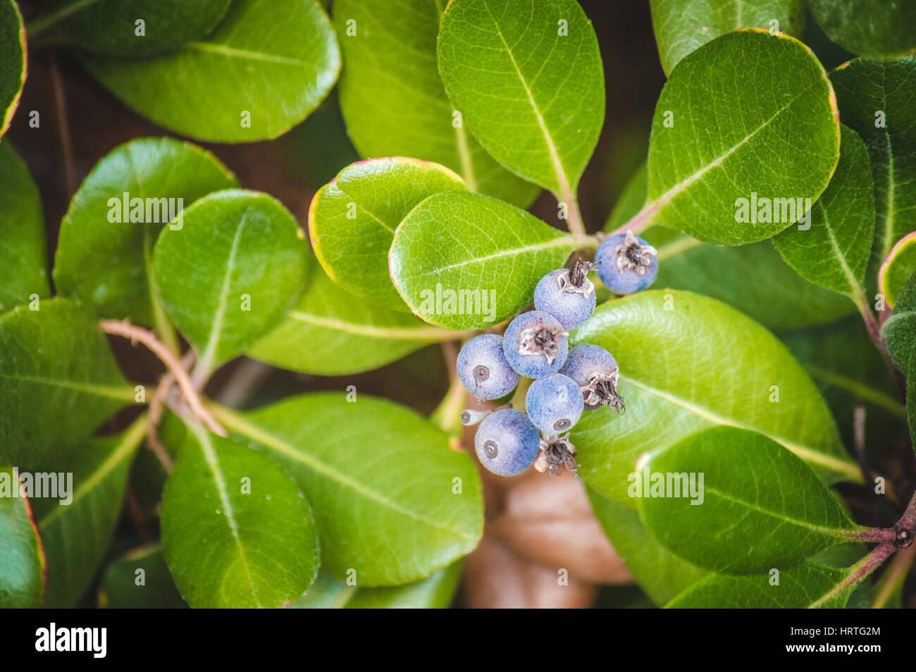 Pianta verde rotonde con bacche di colore blu Foto Stock