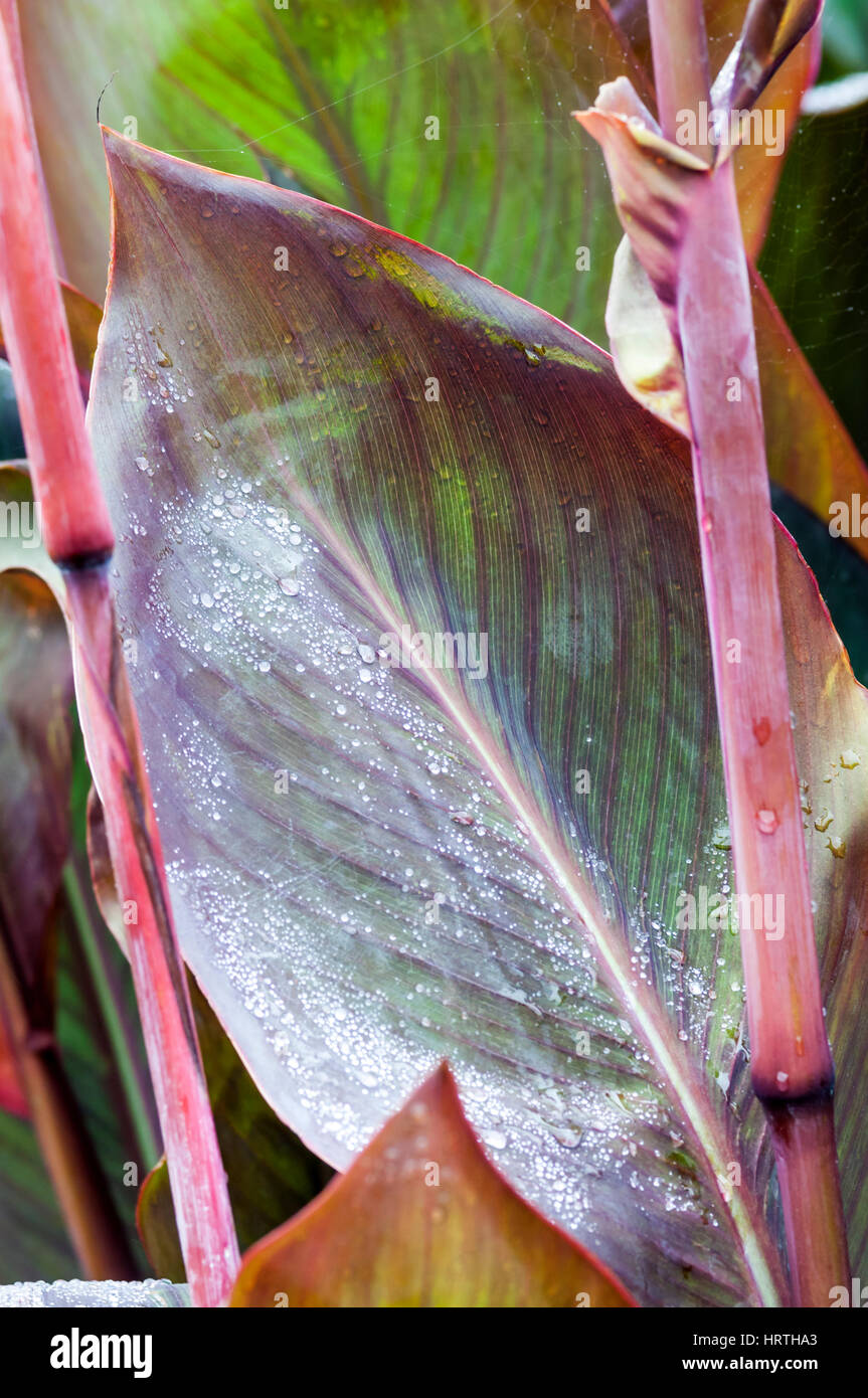 Gocce di pioggia sulla foglia di Canna Lily. Canna x generalis. Foto Stock