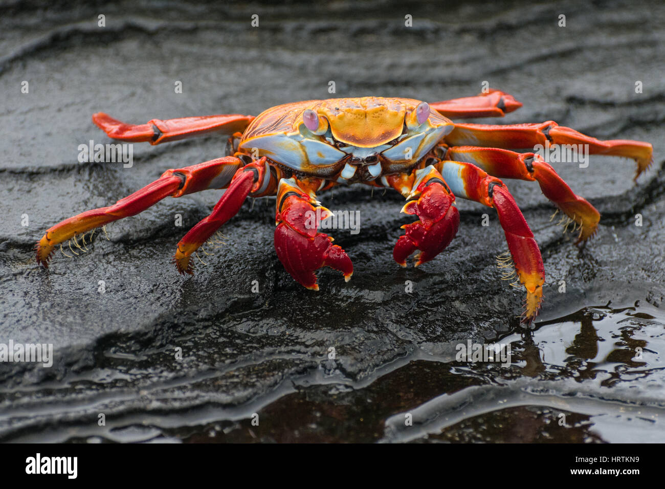 Colori brillanti Sally Lightfoot crab (Grapsus grapsus) alla ricerca di cibo vicino al mare nelle isole Galapagos, Ecuador. Foto Stock