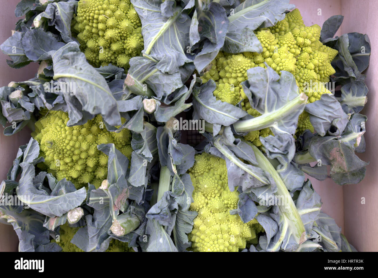 La frutta e la verdura romanesco di stallo broccoflower Foto Stock