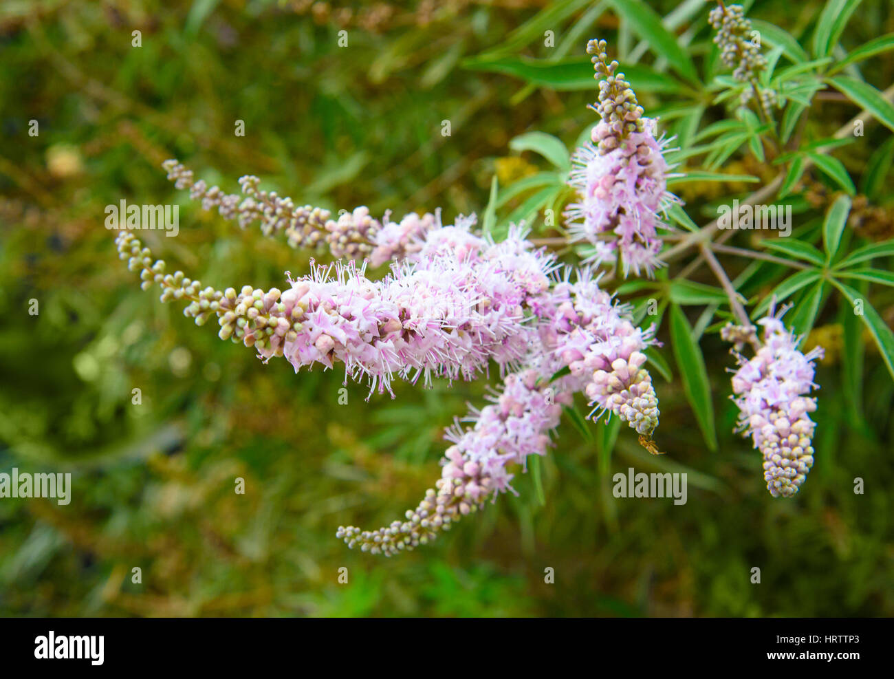 Vitex agnus castus-fiore in giardino Foto Stock