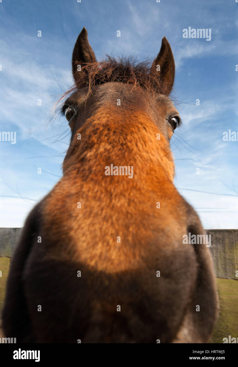 Wild-eyed funny horse closeup guardando la fotocamera Foto Stock