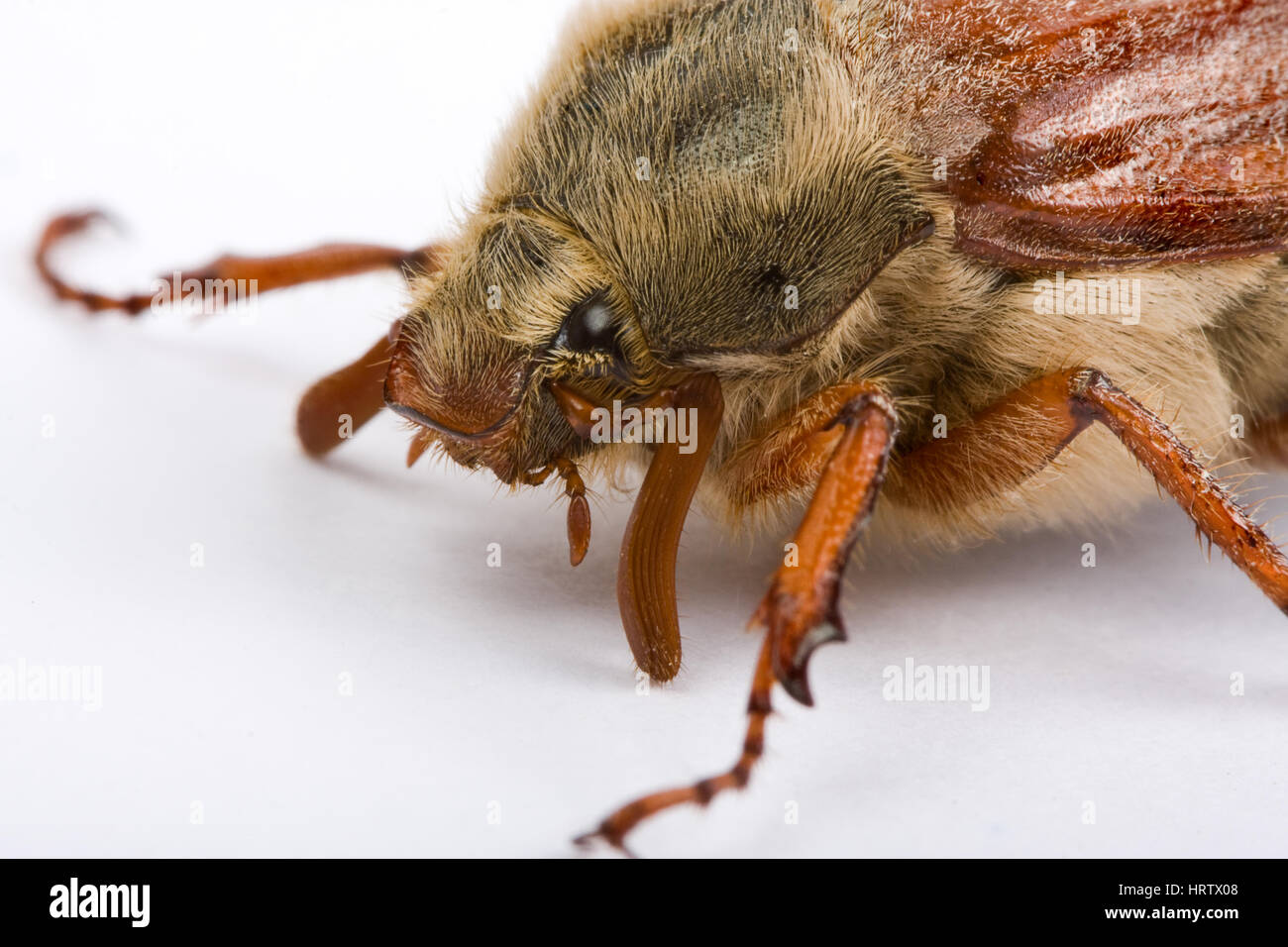 Extreme closeup del volto di un coleottero maybug Foto Stock