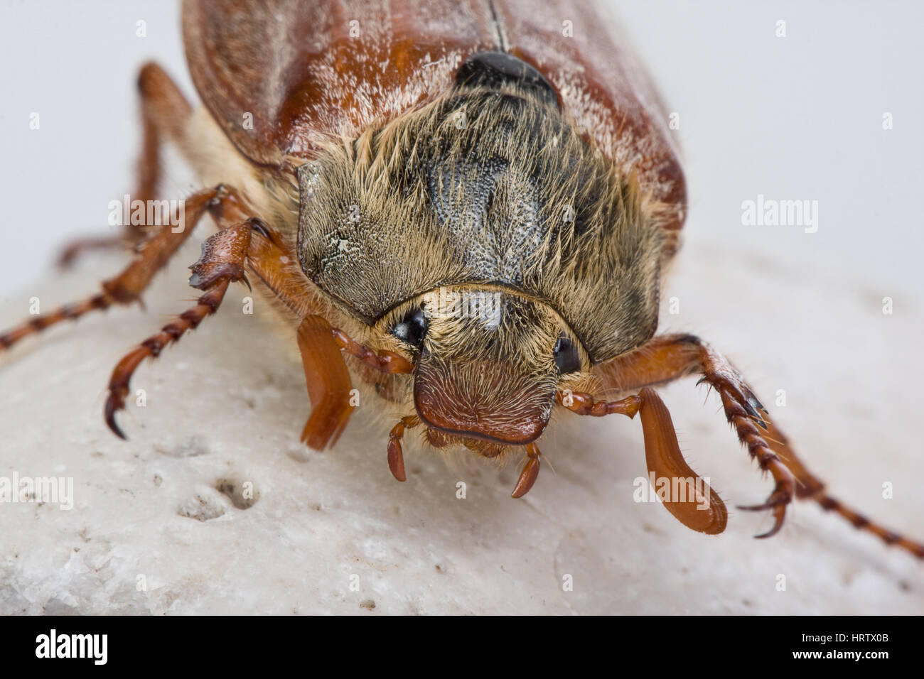 Splendido esemplare di un maybug in primavera Foto Stock