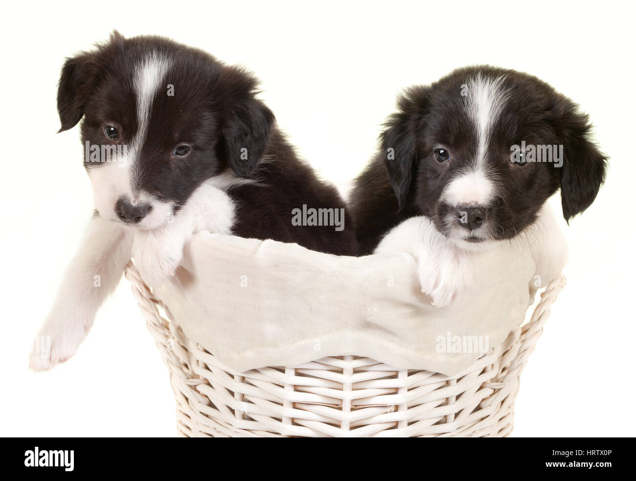 Due 5 settimane vecchio Border Collie cuccioli in un cesto per la biancheria Foto Stock