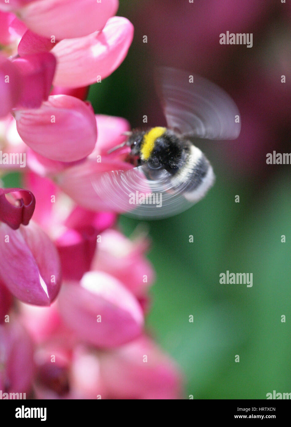 Bumblebee in volo circa a scendere su un Lupin. Come una duchessa in una pelliccia era fanning per conservare al fresco. Full frame. 'Summer Hummer'. Foto Stock