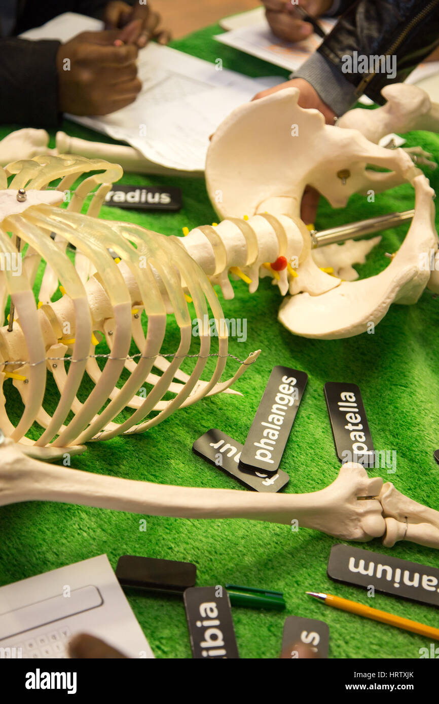Gli studenti imparano a conoscere le ossa in lo scheletro umano Foto Stock