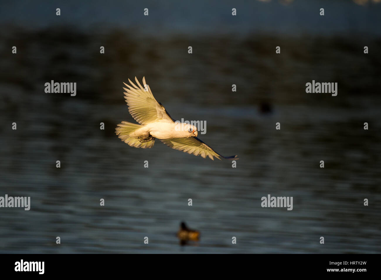Poco Corella battenti con fondo di acqua Foto Stock