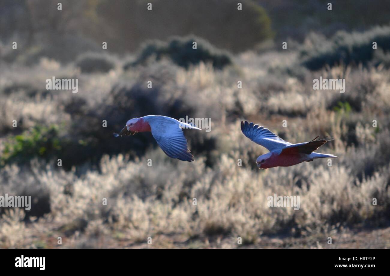 Due pappagalli galah in volo sopra il sale bush in outback al tramonto Foto Stock