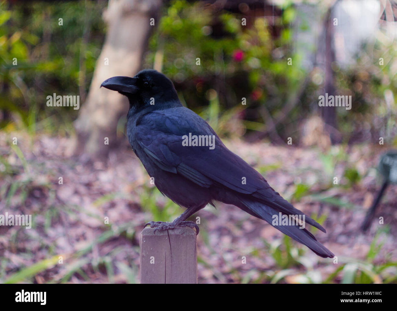 Un grande fatturato crow, appollaiato su un post, fissando a voi. Foto Stock