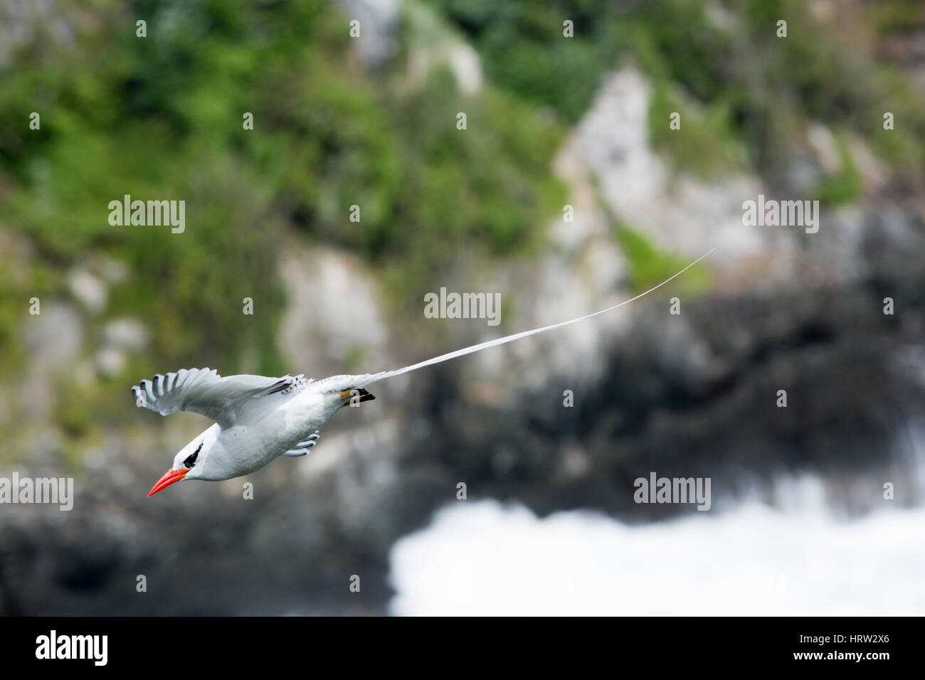 Rosso-fatturati Tropicbird (Phaethon aethereus). Adulto febbraio. Piccola isola di Tobago. Tobago e Trinidad. Caraibi. West Indiea. WI Foto Stock