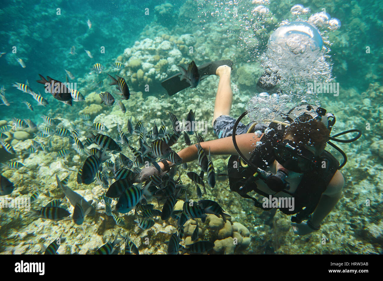 Diver uomo gioca con il pesce su blu pulite acque dei Caraibi. Extreme scuba diving attività. Un uomo di immersioni in barriera corallina Foto Stock