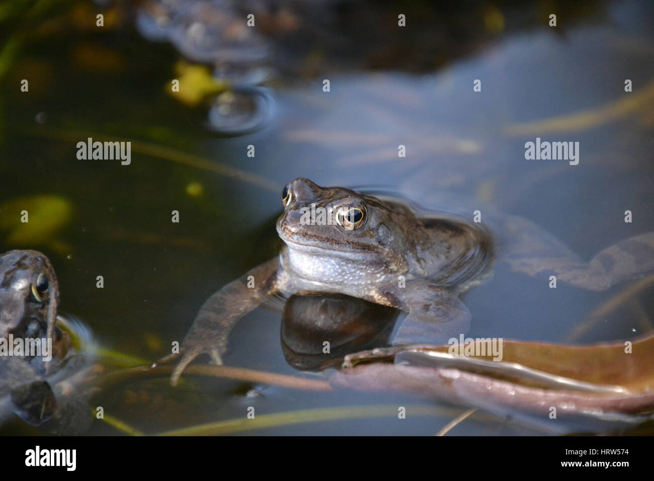 Rane comuni in un laghetto in giardino, Inghilterra Foto Stock