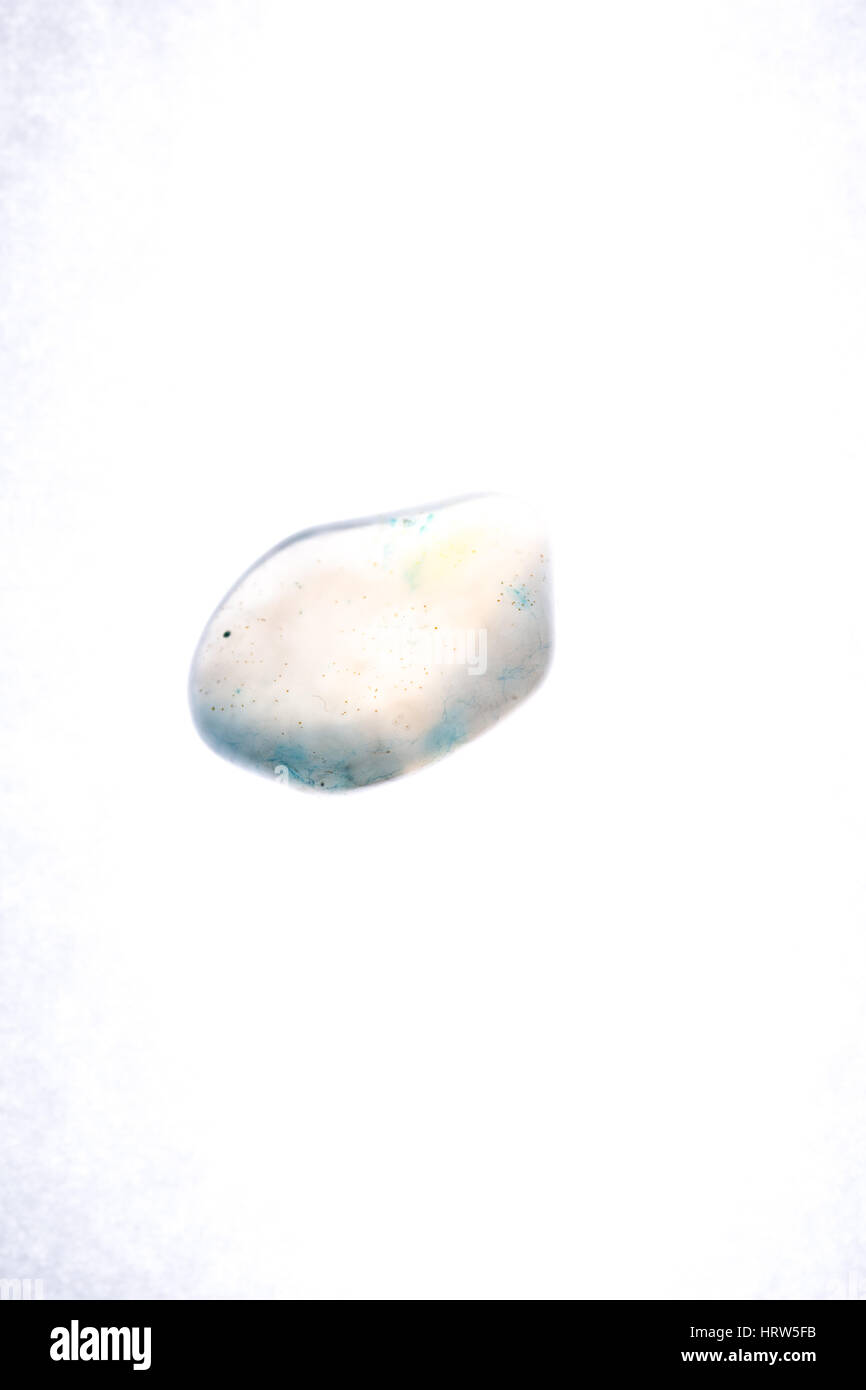 Vicino la foto di un blu e bianco gemma isolato di fronte a uno sfondo bianco Foto Stock